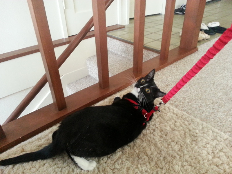 My cat is pissed off with the cat leash...