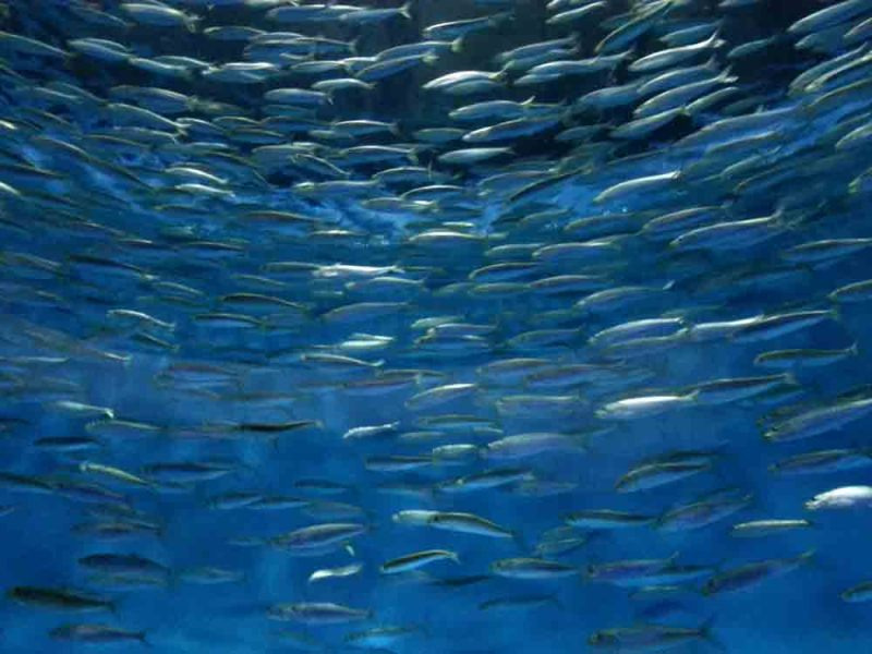 水族館で見たイワシの群れ